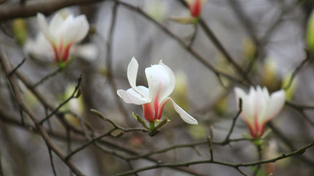 玉兰花