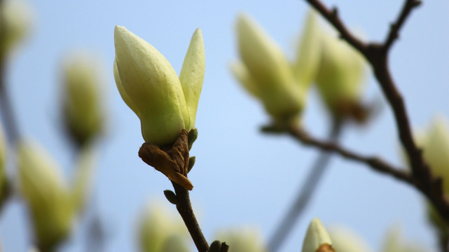 玉兰花