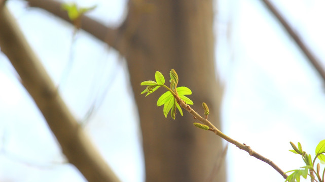 萌芽