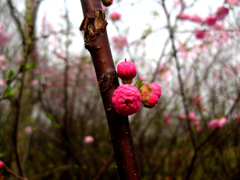 桃花花蕾