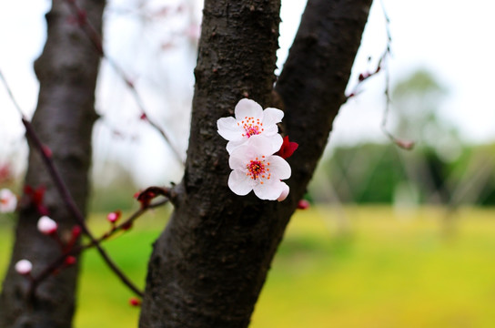 樱花