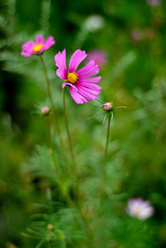 雏菊