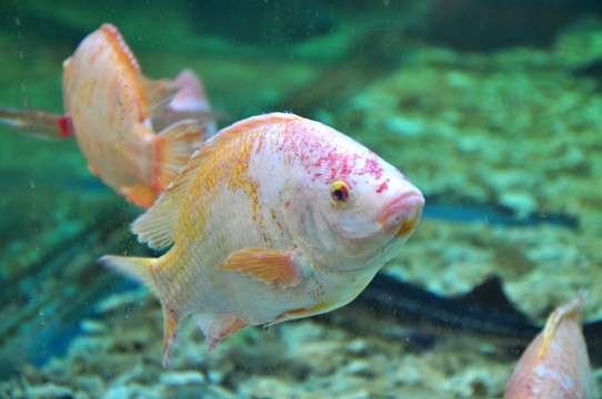 海鱼 食用鱼