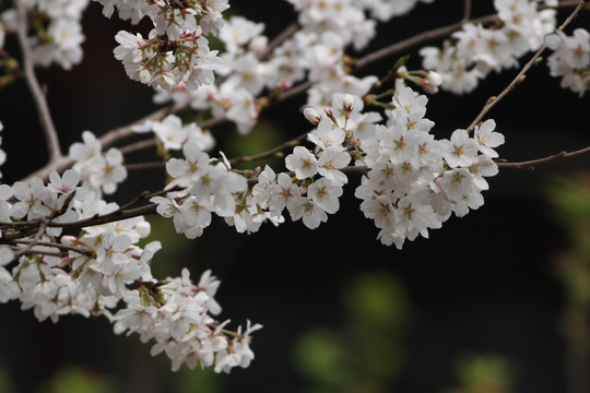 樱花