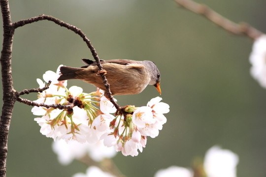 樱花