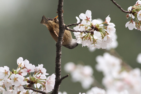 樱花