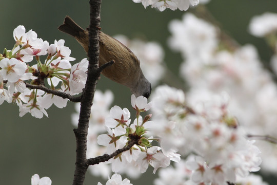 樱花