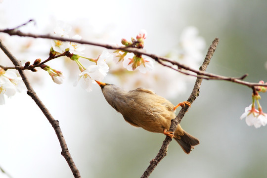 黑额凤鹛