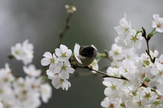 樱花