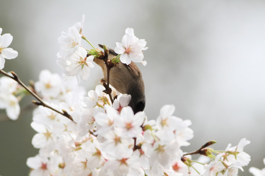 樱花