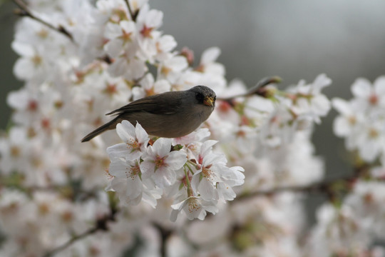 樱花