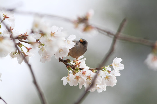 樱花