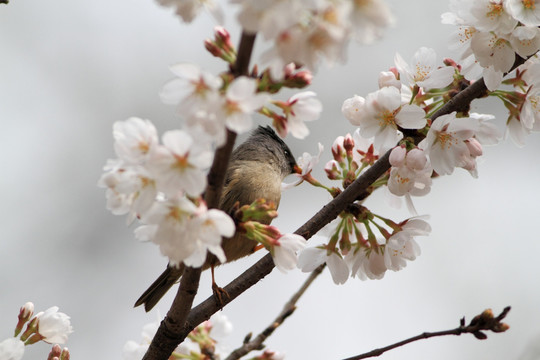 樱花