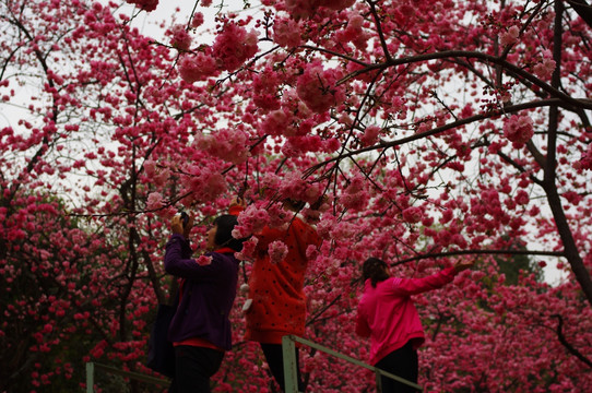 云南樱花