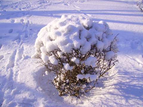 雪景