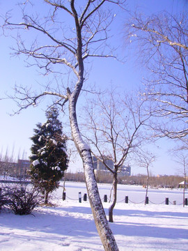 雪景 树木