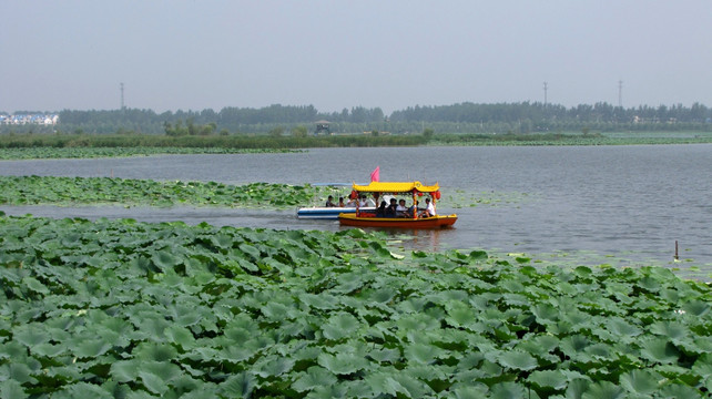 荷花池