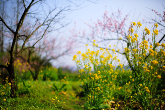 油菜花