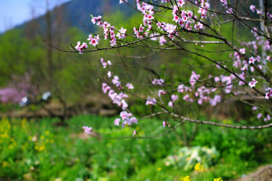 桃花