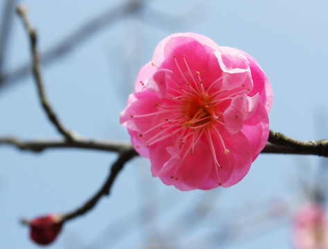 梅花朵