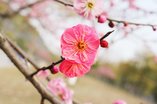 一枝红色梅花