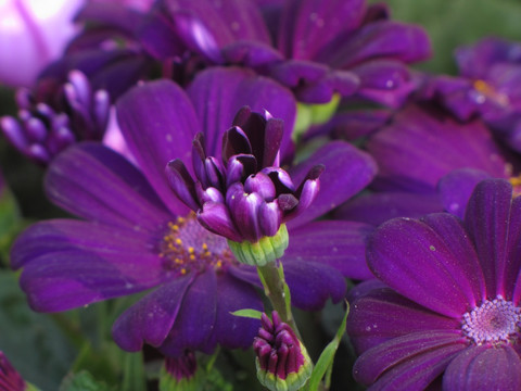 深紫色瓣花瓜叶菊