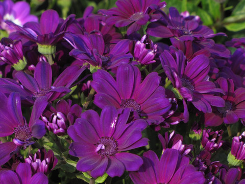 深紫瓣花瓜叶菊