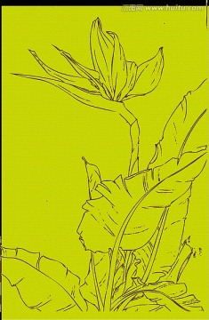 鶴望蘭
