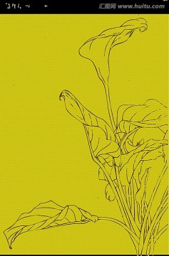 馬蹄蓮