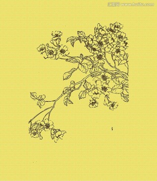 野薔薇