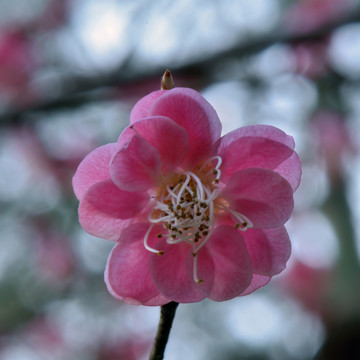 梅花