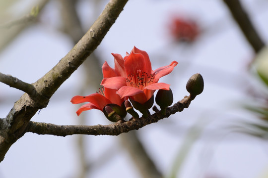 木棉花