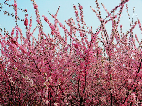 桃花