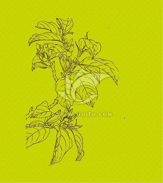 白蘭花