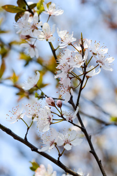 春暖花开 樱花