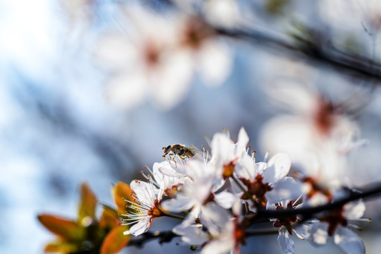 春暖花开 樱花