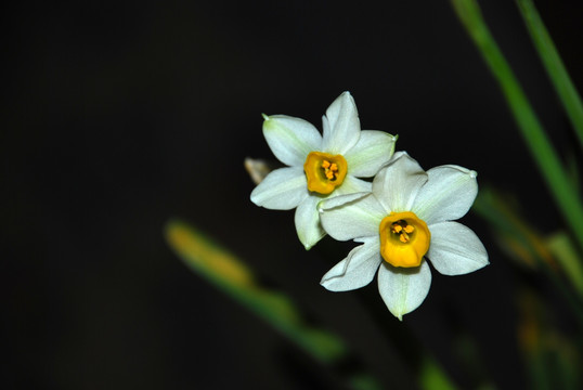 水仙花