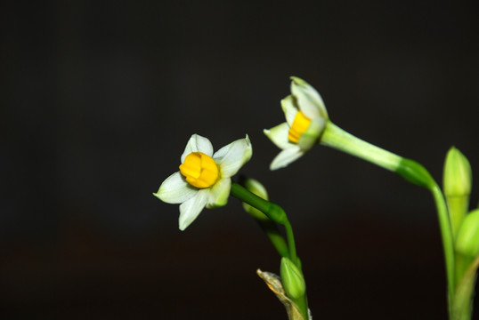 水仙花