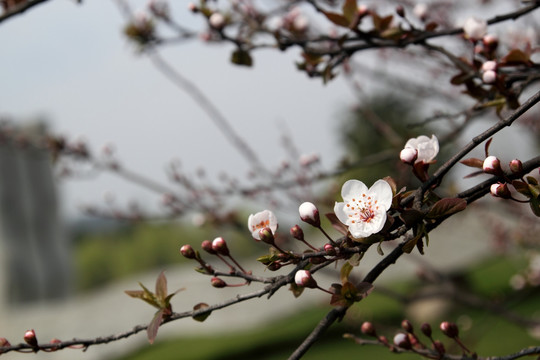 樱花