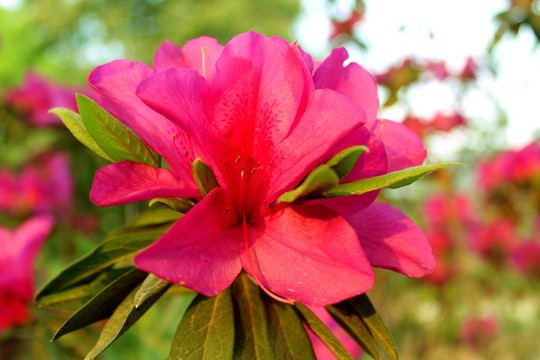 烂漫杜鹃花