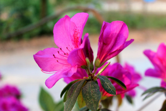 烂漫杜鹃花