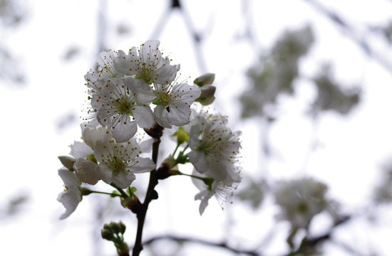 樱桃花