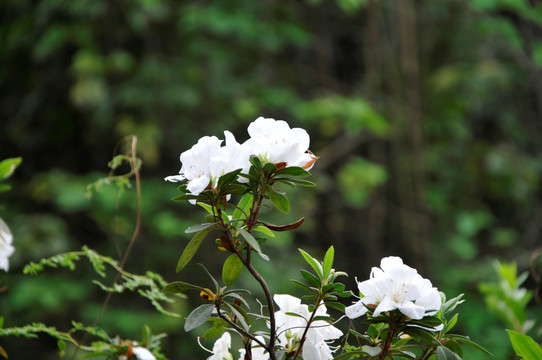 杜鹃花