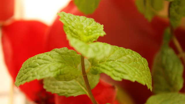 香花菜