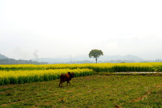 田园风景