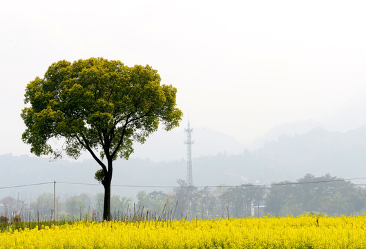 田园风景