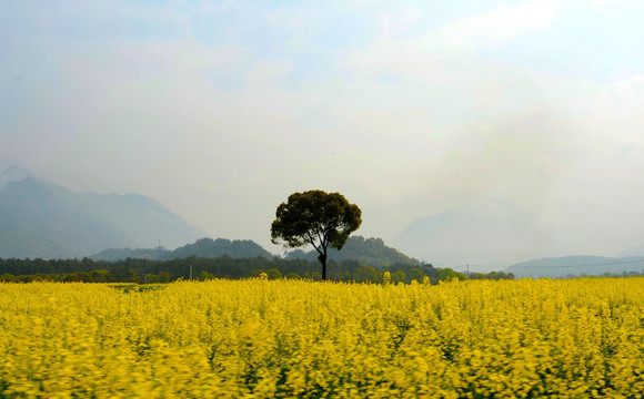 油菜花