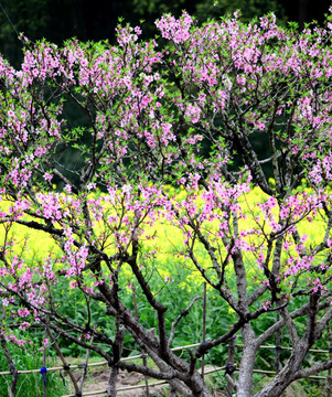 桃花和油菜花