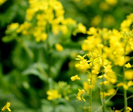 油菜花