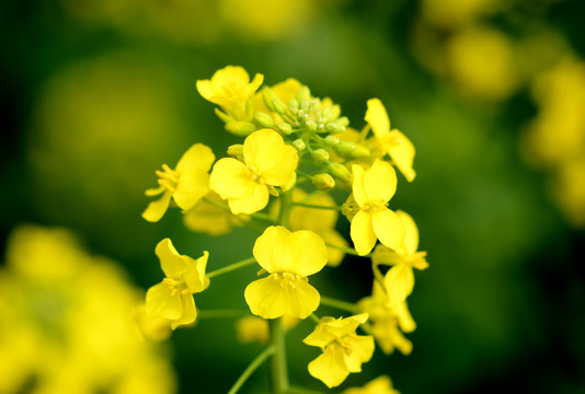 油菜花